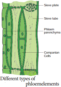 Permanent Tissues img 11