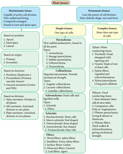 Permanent Tissues img 12