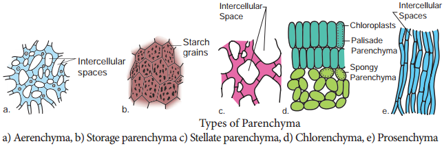 Permanent Tissues and its Various Types