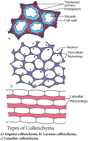 Permanent Tissues img 4