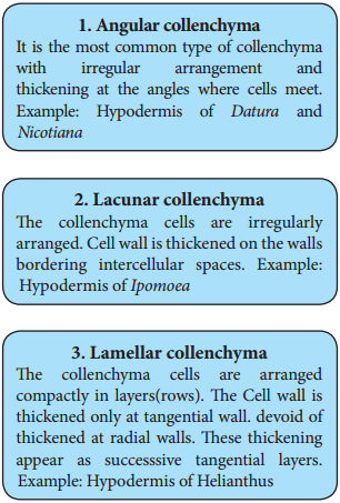 Permanent Tissues img 5