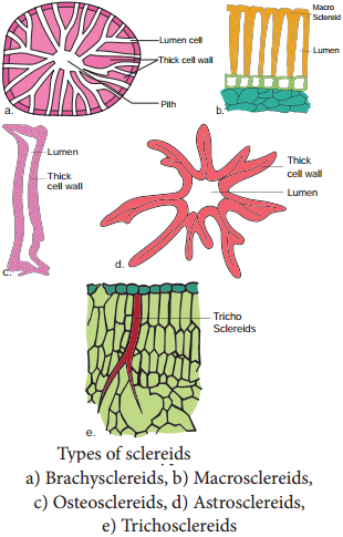 Permanent Tissues img 6