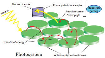 Photo - Oxidation Phase of Light Reaction img 1