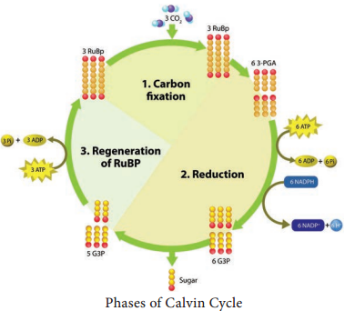 Photophosphorylation img 2