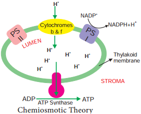 Photophosphorylation img 5