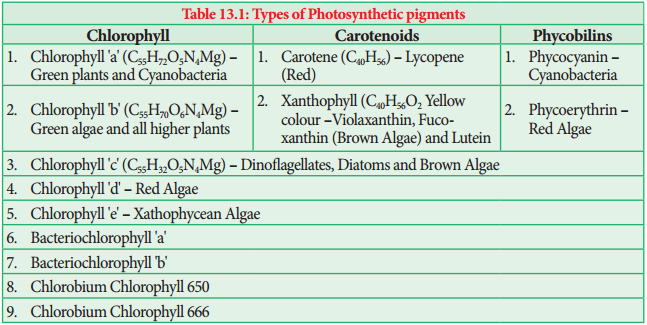 Photosynthetic Pigments img 1