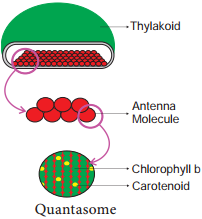 Photosynthetic Unit (Quantasome) img 1