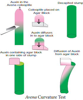 Plant Growth Regulators img 3