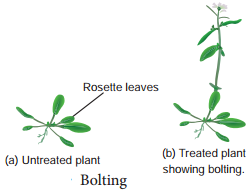 Plant Growth Regulators img 4