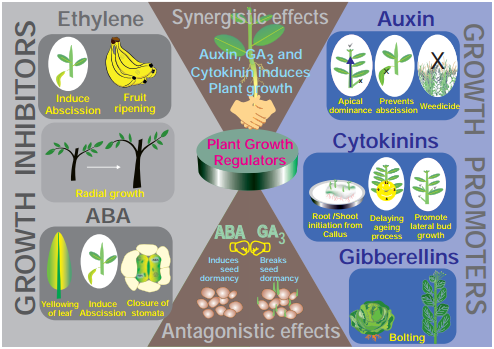 Plant Growth Regulators img 5