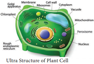 Plant and Animal Cell Structure and its Types
