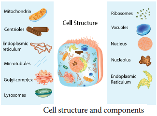 Plant and Animal Cell Structure and its Types