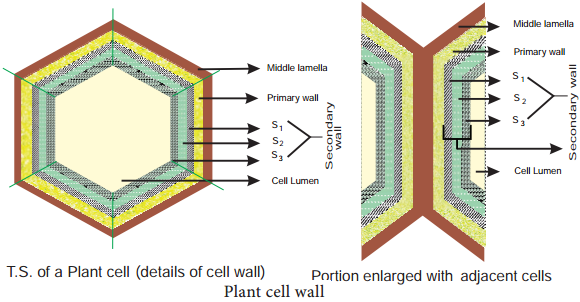 Plant and Animal Cell img 4