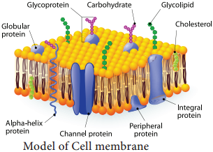 Plant and Animal Cell img 5