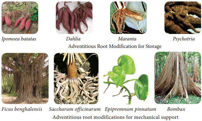 Root System Types and its Characteristic Features