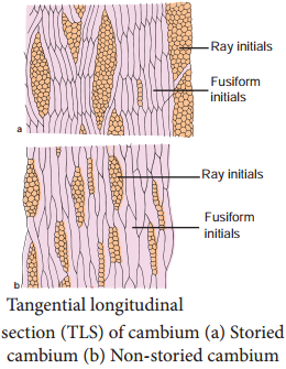 Secondary Growth in Dicot Stem and its Overview