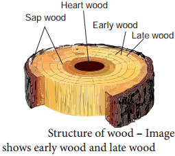Secondary Growth in Dicot Stem and its Overview img 5