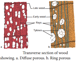 Secondary Growth in Dicot Stem and its Overview img 6