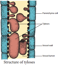 Secondary Growth in Dicot Stem and its Overview img 7