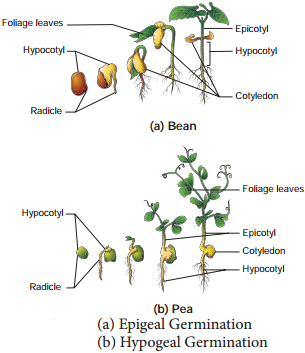 Seed Germination and Dormancy img 1