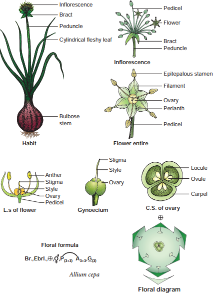 Selected Families of Angiosperms img 11