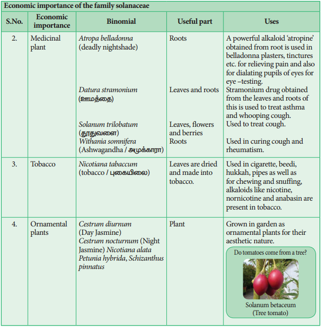 Selected Families of Angiosperms img 9