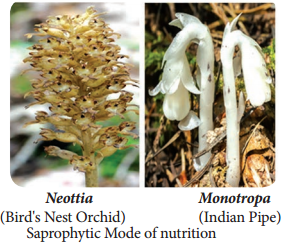 Special Modes of Nutrition img 1