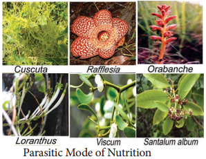 Special Modes of Nutrition img 2