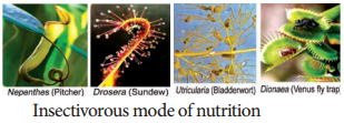 Special Modes of Nutrition img 4