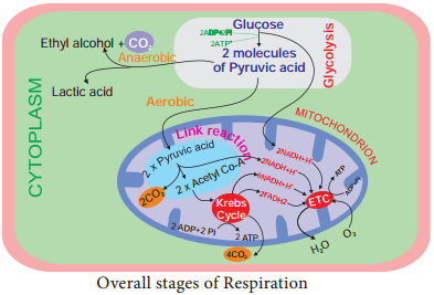 Stages of Respiration img 1