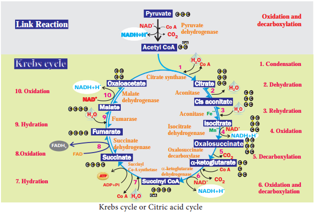 Stages of Respiration img 5