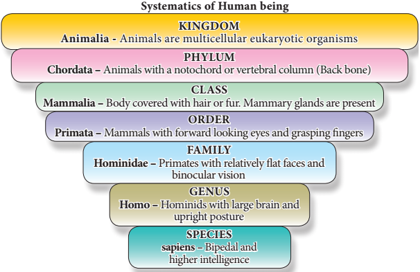 Taxonomic Classification Chart