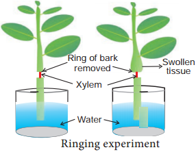 Translocation of Organic Solutes img 1