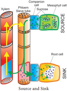 Translocation of Organic Solutes img 2