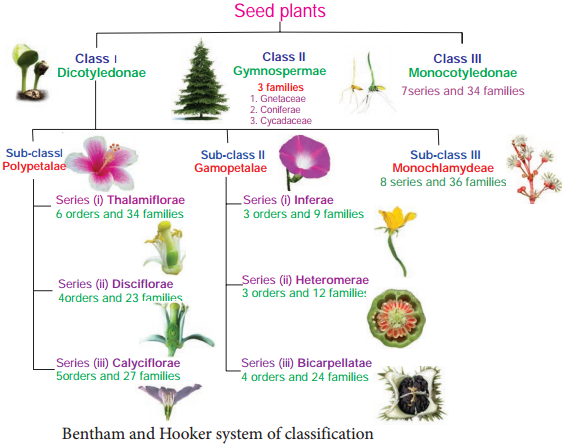 Classification And Characteristics Of Different Types Of
