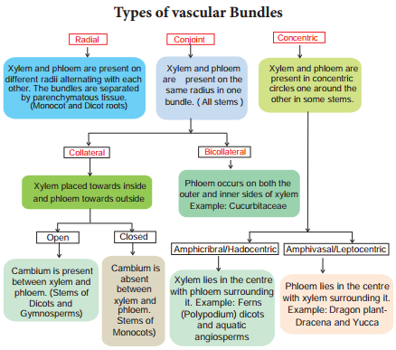 Vascular Tissue System img 1