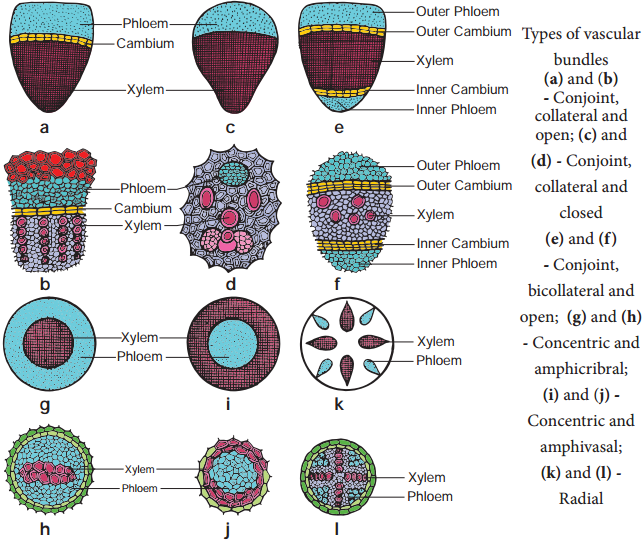 Vascular Tissue System img 2