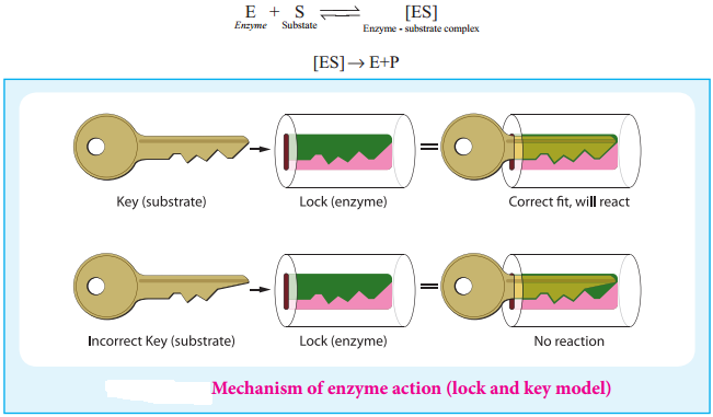 Biomolecules of Proteins img 10