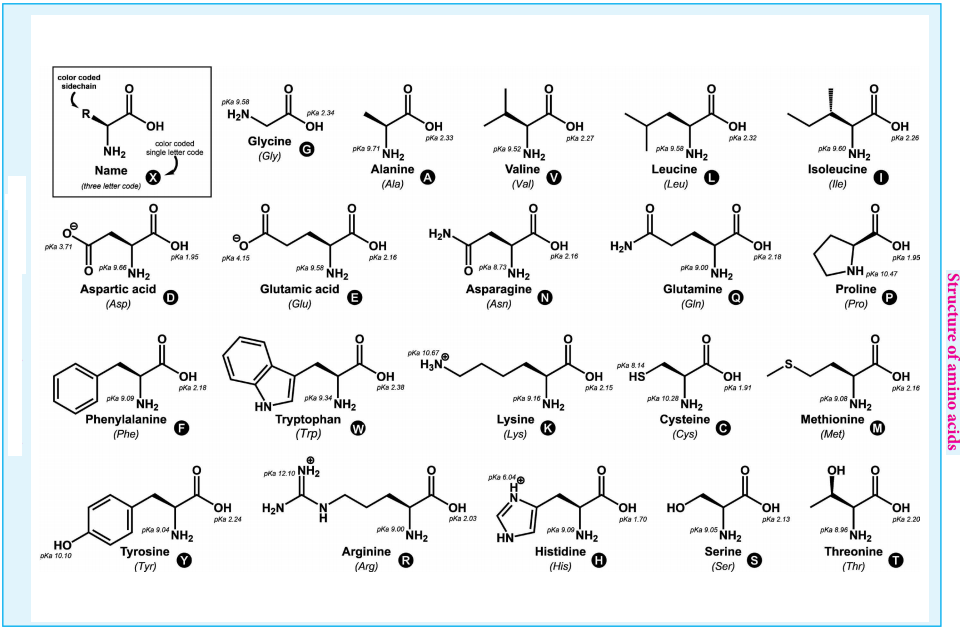 Biomolecules of Proteins img 2