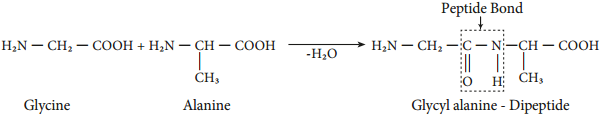 Biomolecules of Proteins img 4