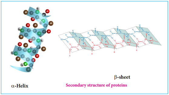 Biomolecules of Proteins img 7