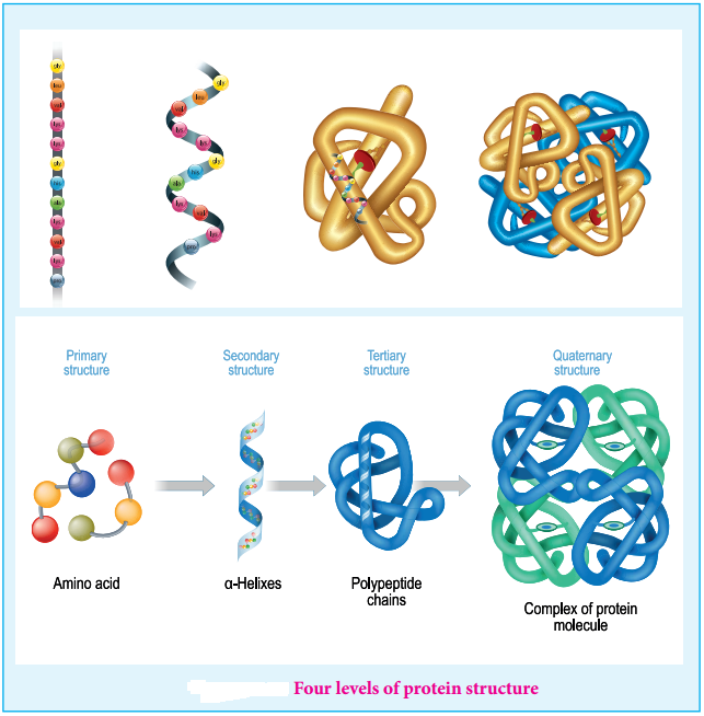 Biomolecules of Proteins img 8