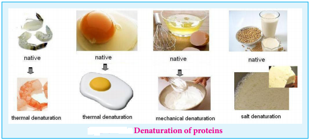 Biomolecules of Proteins img 9