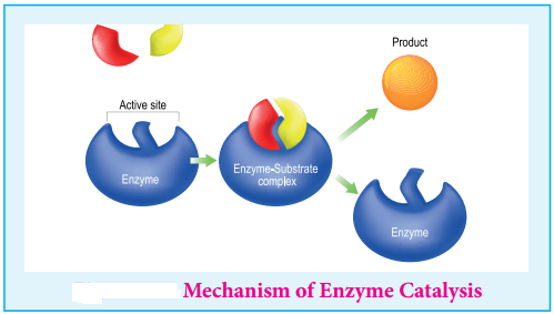 Enzyme Catalysis img 1