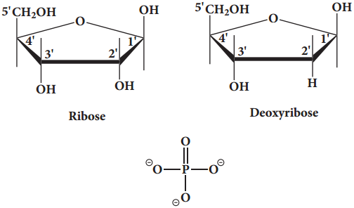 Nucleic Acids Types and its Functions img 2