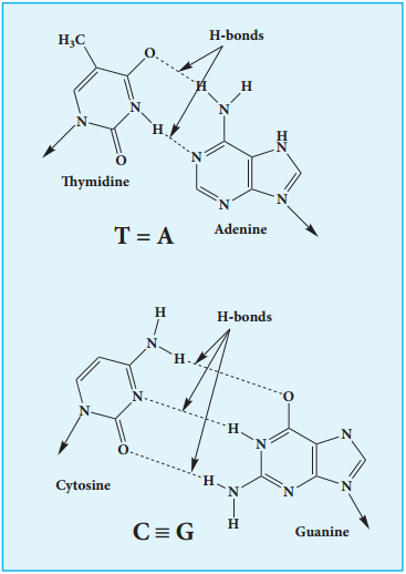 Nucleic Acids Types and its Functions img 4