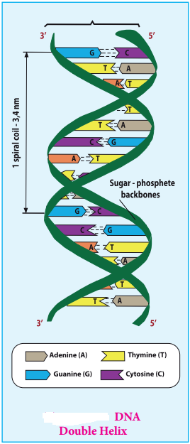 Nucleic Acids Types and its Functions img 5