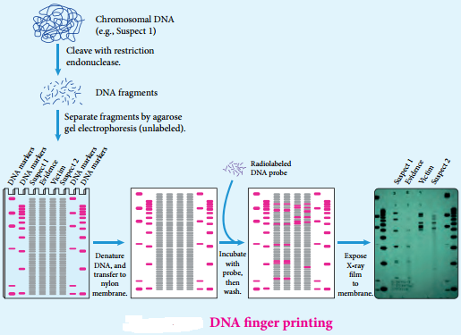 Nucleic Acids Types and its Functions img 6