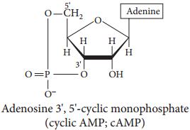 Nucleic Acids Types and its Functions img 9