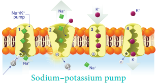 Biological Importance of Sodium and Potassium img 1